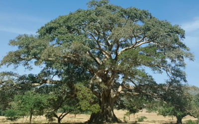 Eco Divina: The Splendor of a Tree